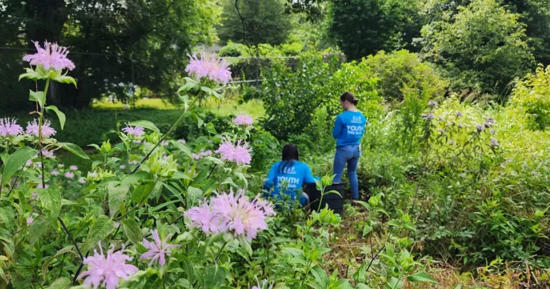 Trees Atlanta Youth Tree Team